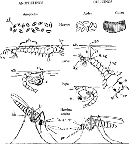 Fig.  3  Caracteristicas  distintivas  en  mosquitos  anofelinos  y  culicinos.  a.f.
