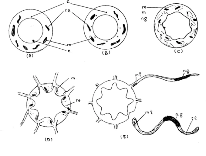Fig.  2  Representación  esquematica  de  la  formación de  los  gametos  masculinos  en 