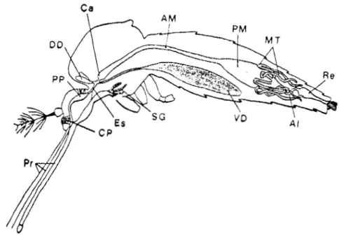 Fig.  5  Canal  alimentario  de  mosquito.  ,  41,  intestino  posterior;  AM,  intestino  anterior;  Ca,  cardia; CP,  bomba  cibarial;  DD,diverticuloN dorsal; Es,  esófago; MT  túbulo 