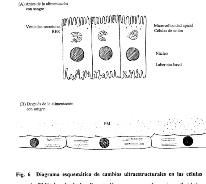 Fig.  6  Diagrama  esquemático  de  cambios  ulltraestructurales  en  las  células  secretoras  de  PM1  depués  de  la  alimentación  con