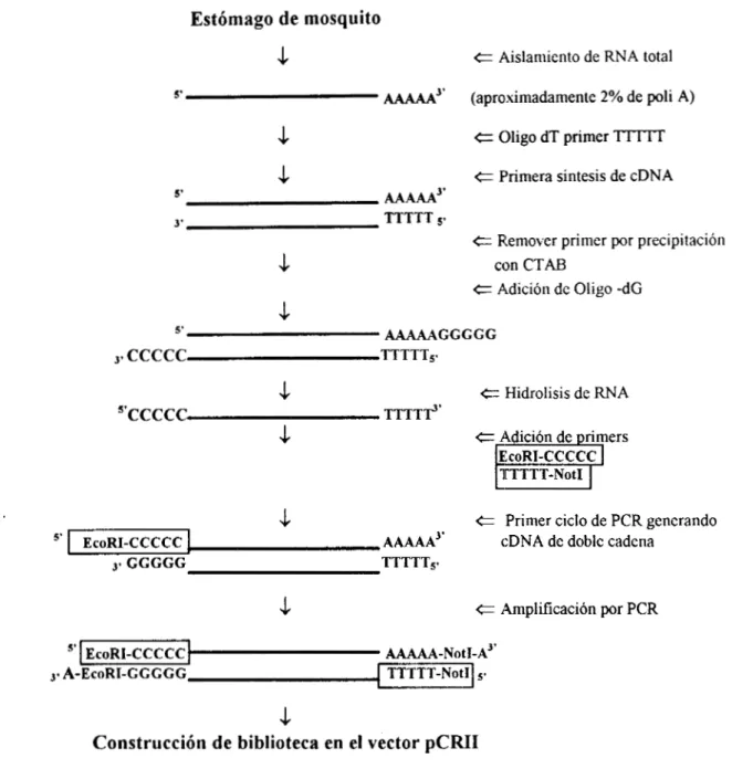 Fig.  7  Esquema  del  métodc  para  la  construccih  de  la  genoteca  de  cDNA  de 