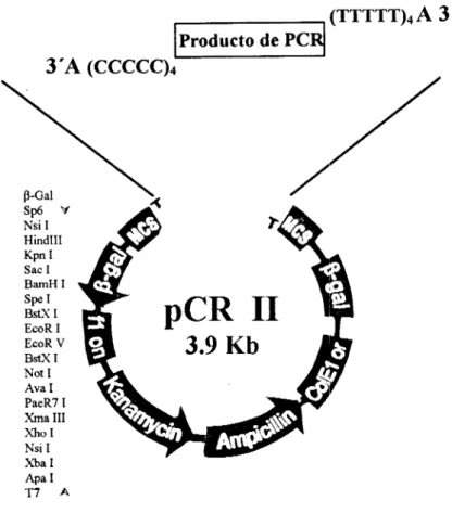 Fig.  8  Vector  de  clonación  pCR  I I .   Vector que  contiene  un  solo deoxi-timidilato  en 