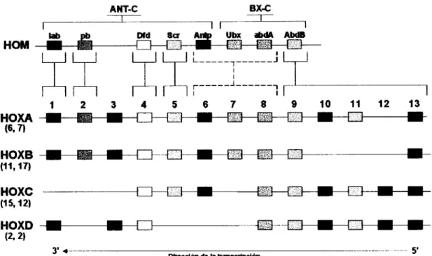 Figura  1.  Comparación  del  complejo  HOM  de  Drosophila  y  los  complejos Hox de  los  mamíferos