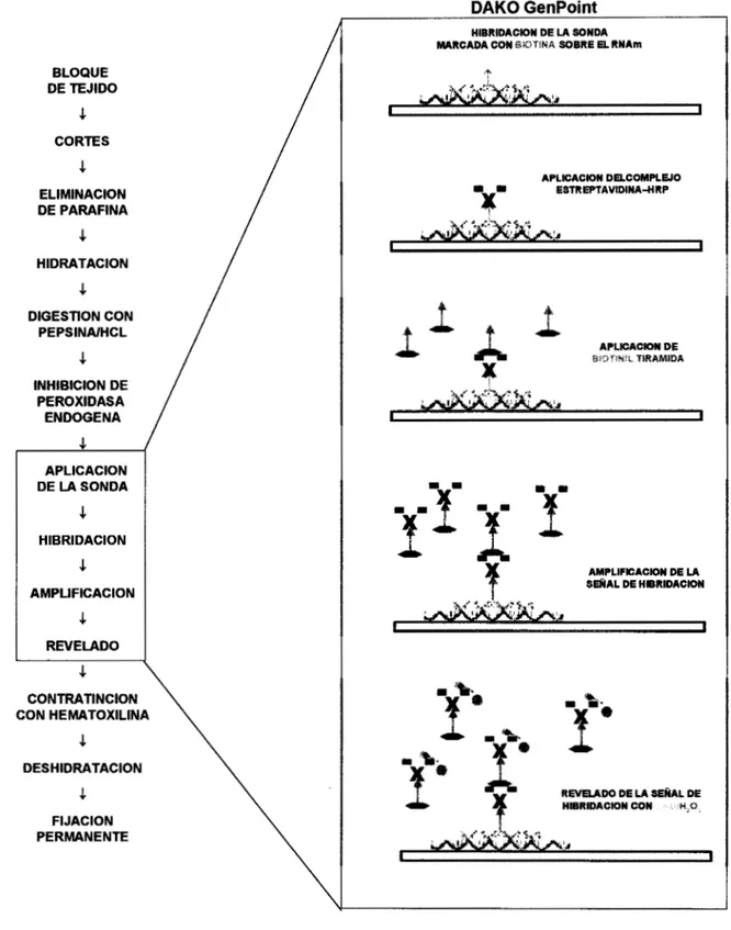 Figura 3. Técnica de hibridaci6n  in sifu  no  radiactiva. 