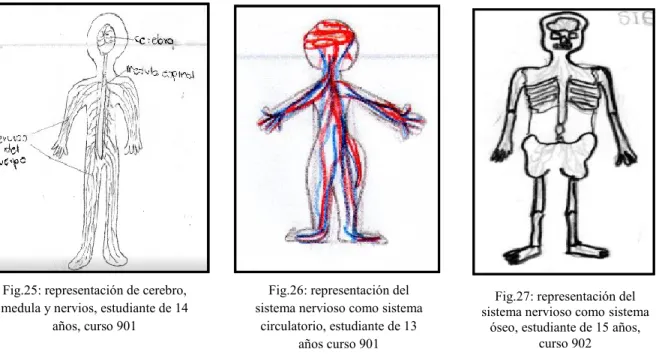 Fig. 28: representación de  los nervios partiendo del 