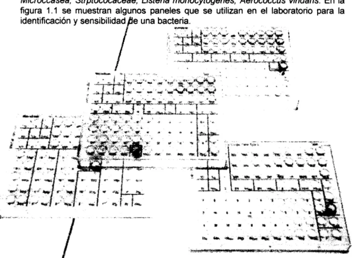 Figura 1.1 Paneles  para  identificación  de  bacterias. 