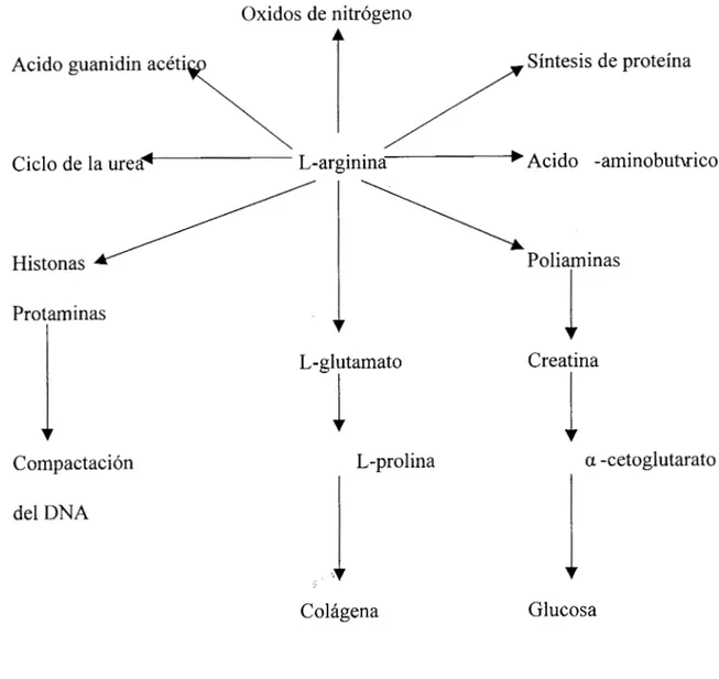 Figura 3. Destinos  metabólicos  de la L-arginina 