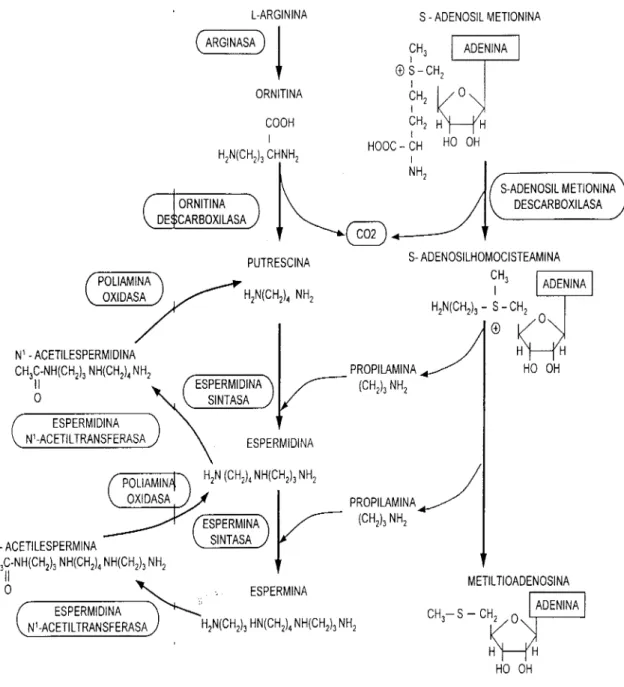 Figura 4. Biosíntesis e interconversión  de  poliaminas. 