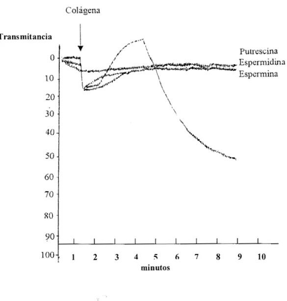 Figura  7.  Efecto  de las poliaminas  sobre  la agregación  plaquetaria  en  conejos control  en  presencia  de  colágena  como  agente  agregante
