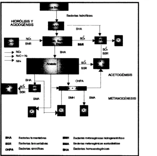 Figura 3. Etapas y vías  metabólicas  de  la  digestión  anaerobia. 