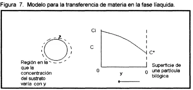 Figura  7.  Modelo  para  la  transferencia  de  materia  en  la  fase  líaquida.  concentración  del  sustrato  varía  con  y  I  I  Superficie de o una partlcula O Y bil6gica t-” 
