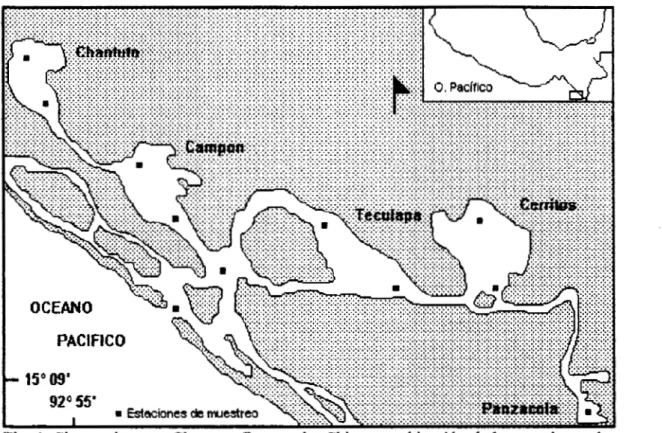 Fig.  l .   Sistema  lagunar Chantuto-Panzacola, Chapas  y  ubicación  de  las  estaciones  de  muestreo