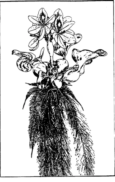 Fig.  9  Pistia  stratiotes.  Tomados de:  Correll  y  Correll,  1975. 