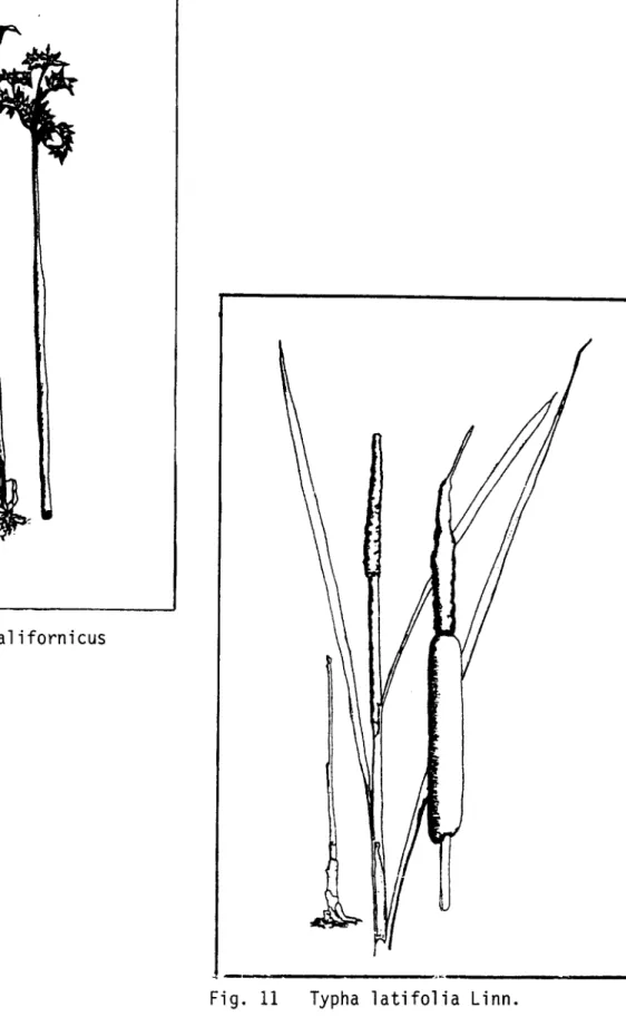 Fig.  10  Scirpus  californicus 