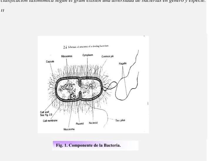 Fig. 1. Componente de la Bacteria. 