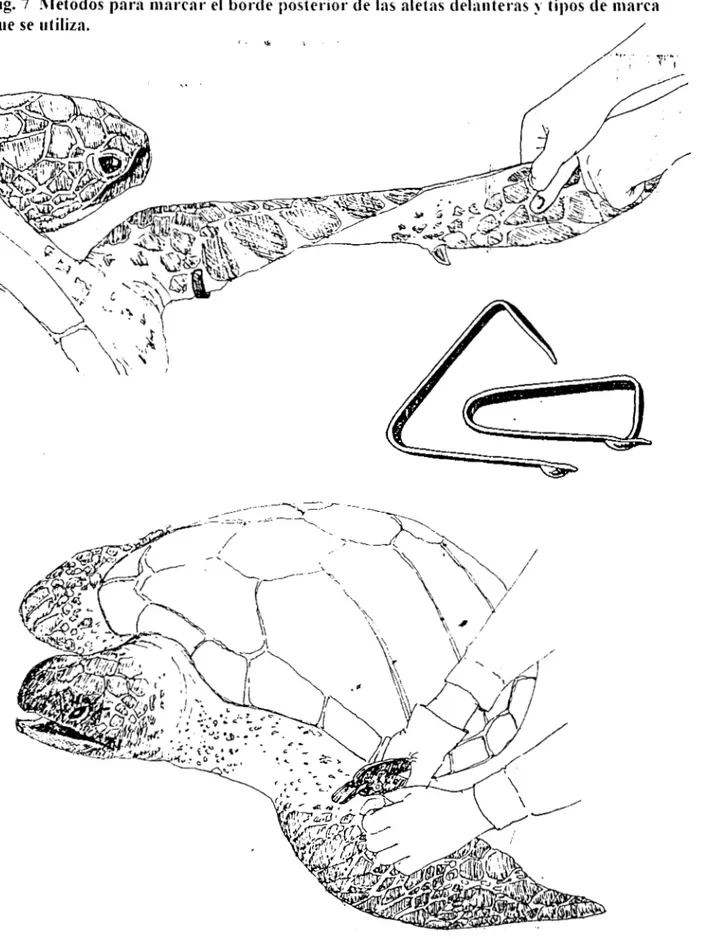 Fig.  7  blétodos  para  marcar  el  borde  posterior  de  1:)s aletas  delaoteras  tipos  de  Inarca 