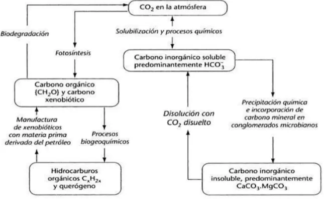 Ilustración 1: Ciclo del Carbono.