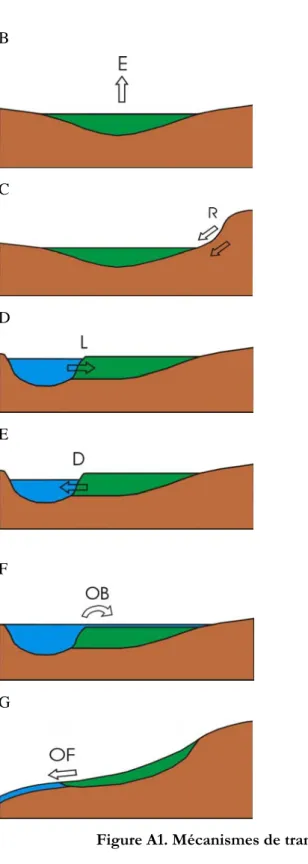 Figure A1. Mécanismes de transfert d’eau dans une zone humide 