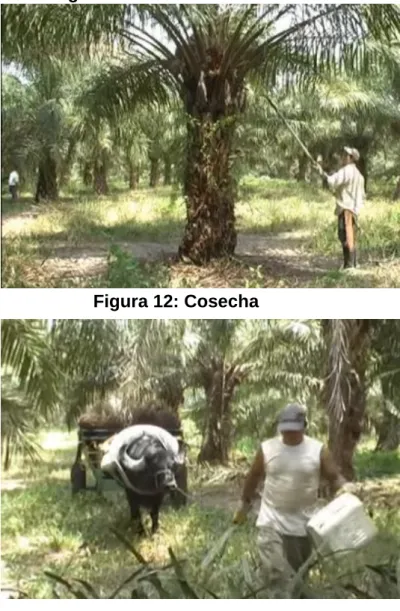 Figura 12: Cosecha 