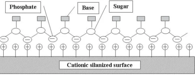 Fig. 2.5. Possible conformations of the DNA/oligonucleotide–surface complex on hydrophobic and cationic surfaces (Reprinted with permission from [7]