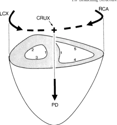 Fig. 1.5.1. As the right coronary artery (RCA) and the left circumﬂex artery