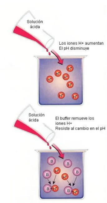 FIGURA 2-7 · Buffers 