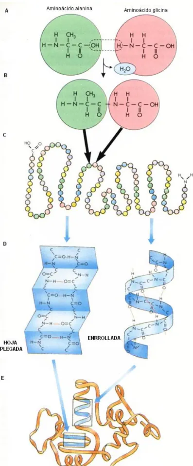 FIGURA 2-12 · Proteínas 