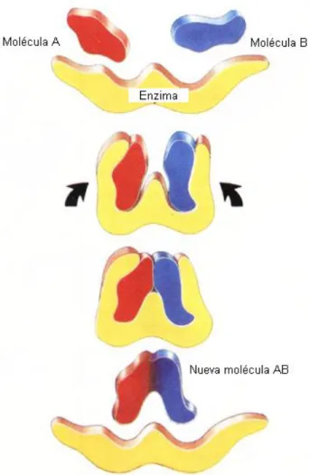 FIGURA 2-14 · Acción enzimática 