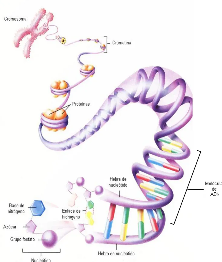 FIGURA 2-15 · Estructura del ADN 