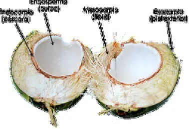 Figura 9. Partes del coco. Fuente: Blog “El gran viaje del coco” 