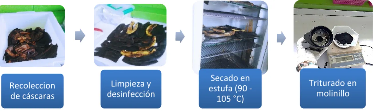 Figura 11. Procesamiento de biorresina de cáscara de guineo. Fuente: Elaboración propia