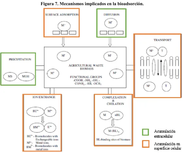 Figura 7. Mecanismos implicados en la bioadsorción.
