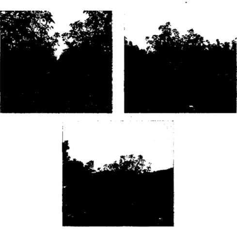 Foto  N°  02.  Izquierda:  Plantaciones  de  4  años;  Derecha: 