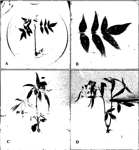 Figura Nº 11. A·D: A.  Evaluando número de hojas a los 35 días.  B.  Hoja compuesta de siete (7)  foliolos