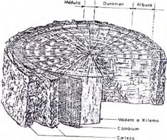 Figura Nº  1.  Estructura de la madera (Ref.  3)