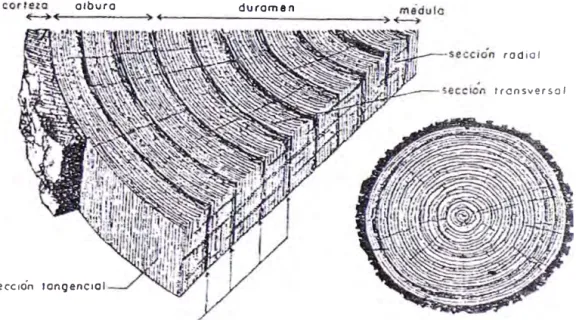 Figura N º  3 Estructura Anatómica de la madera conifera. 