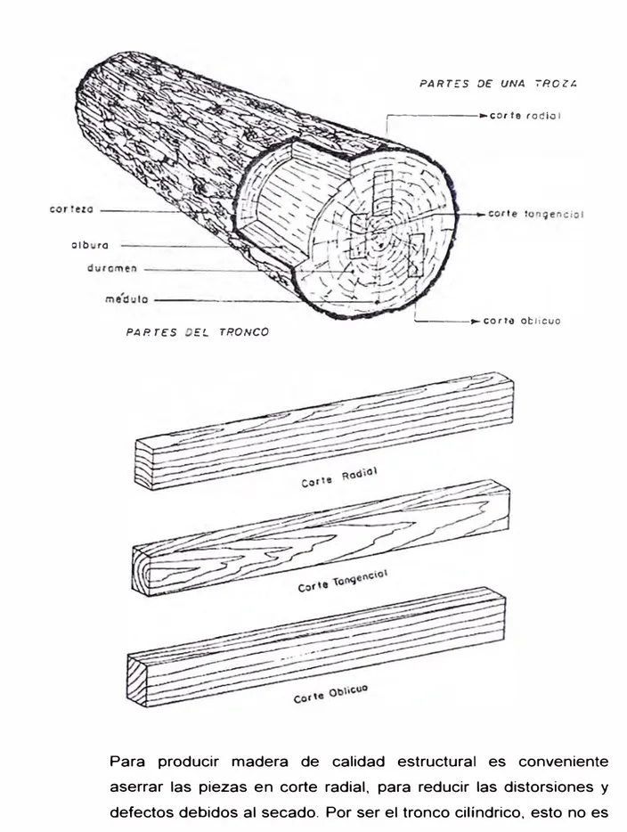 Figura N º  4.  Denominación de los tipos de corte según su orientación  en  el tronco
