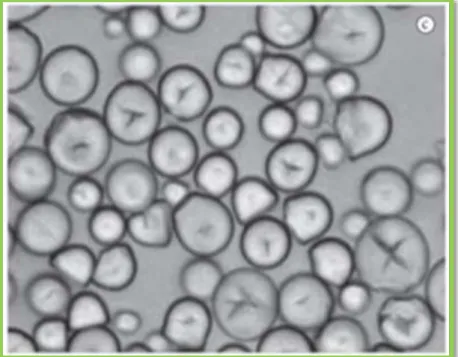 Figura 4. Microfotografía de los gránulos de almidón de yuca  (Hernández, et al. 2008) 