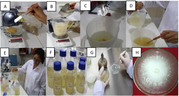 Fig. 4. Preparación de medio de cultivo PSA. A. Pesado de 20 g de sacarosa para 2 litros de  medio  de  cultivo