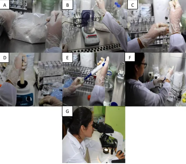 Fig. 8. Recuento directo de conídias. A. Homogenización manual de la muestra de sustrato de  arroz