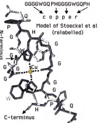 Fig. N º  8: Modelo de Stoeckel para el centro activo de la proteína Prión. 
