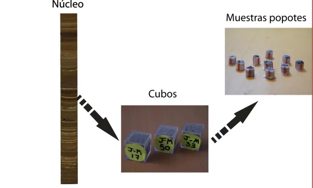 Figura 5.3.-  Figura que  describe  la toma de muestras en cubos plásticos, utilizados para  mediciones de susceptibilidad magnética y propiedades como NRM, ARM e IRM y muestras  en popotes utilizados para mediciones de ciclos de histéresis.