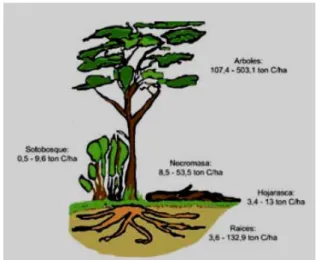 Figura 1. Distribución del carbono en un Bosque primario 