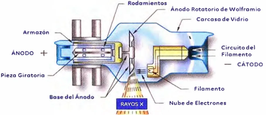 Figura N º  2.2: Tubo de rayos-x mostrando los componentes del mismo. 