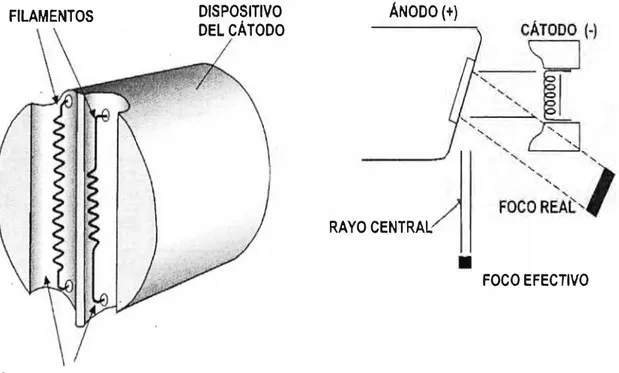Fig. 1.3 El ánodo y el cátodo del tubo de rayos X  1.4.5 Selección del material del &#34;target&#34; 