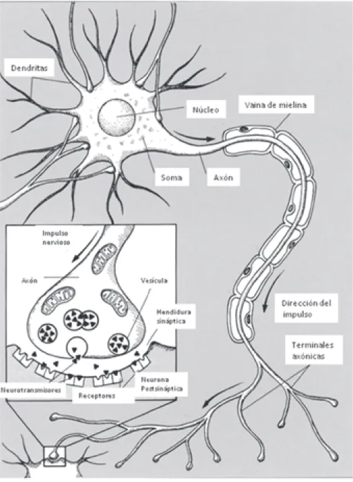 Figura 3.7. Esquema de una neurona bipolar y detalle de la sinapsis.