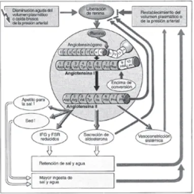 Figura 4.2. Regulación de la presión arterial por el  Sistema renina-angiotensina