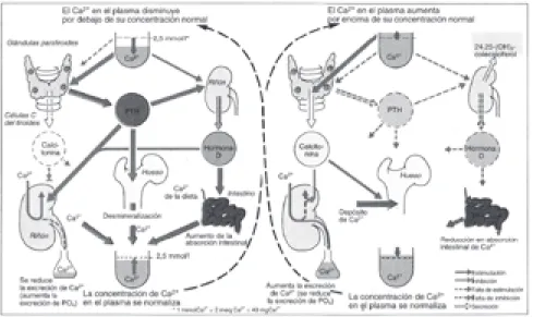 Figura 4.3. Regulación hormonal del calcio