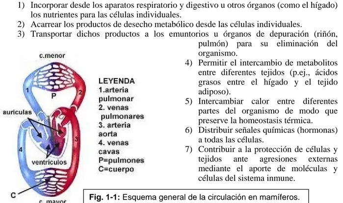 Fig. 1-1: Esquema general de la circulación en mamíferos.  www.arrakis.es/~lluengo/circulatorio.html