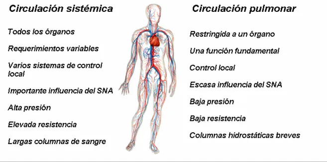 Fig. 1-4: Comparación de la circulación sistémica (mayor) y pulmonar (menor), con  algunas de sus diferencias más importantes